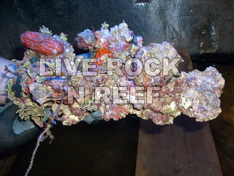 Florida aquarium saltwater live rock