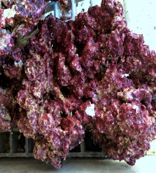 Florida real reef rock